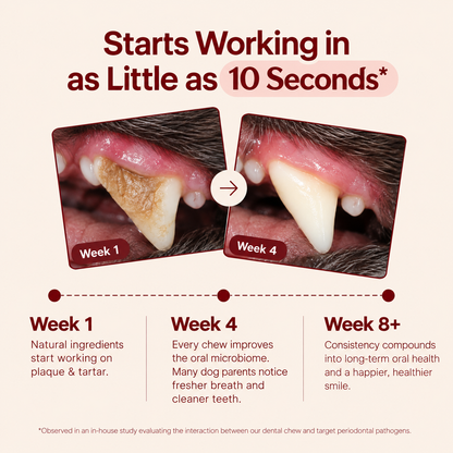 HeyWoof Dental Chews | Daily Oral Care + Gut Health
